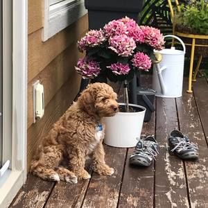 Meet your Posher, Bonnie